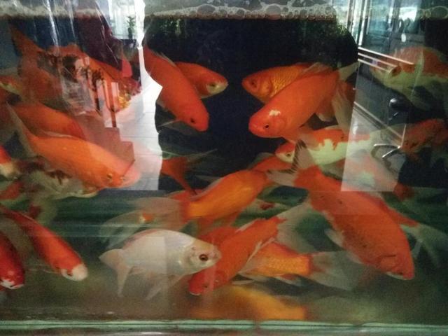 夏季来临，观赏鱼的投喂量到底是应该增加还是减少？