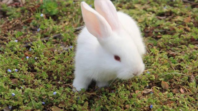 兔子的外形特点，描写兔子的外形特点（如何辨别兔子的雌雄）