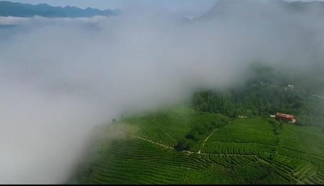 汉中仙毫是啥茶，汉中仙毫是什么茶（遗落在在秦巴山区的明珠——汉中仙毫）