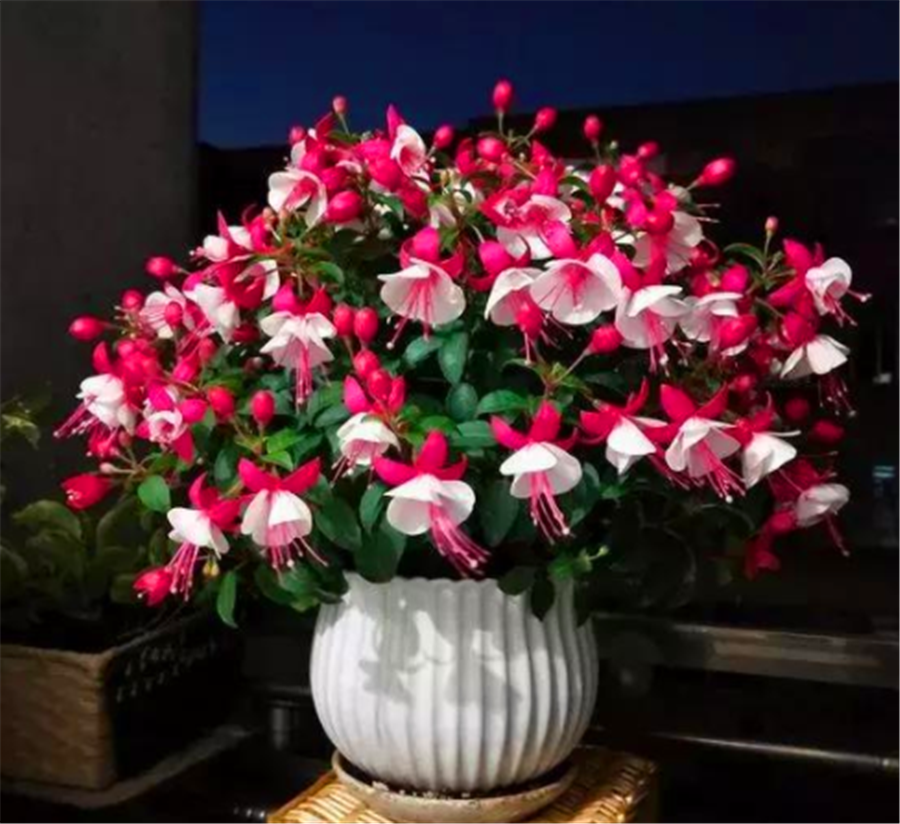 一年开花八个月能修剪什么花，一年花开8个月