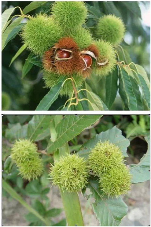 湖南有哪些特色水果，湖南人最全山里野果子