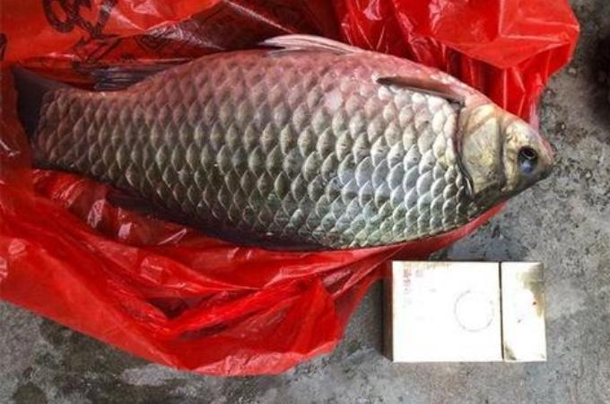 野钓鲫鱼高效饵料配方大全，轻松应对各种水域与鱼情，提升上钩率