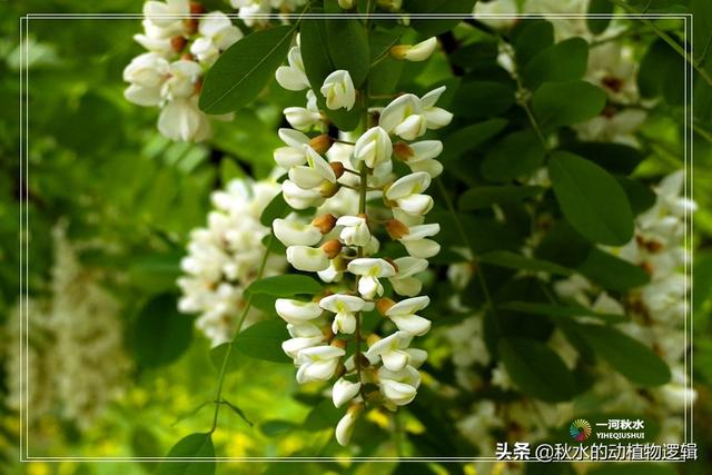 槐花的花语，槐花的花语为春之爱意（天天花语：又是槐花飘香时）