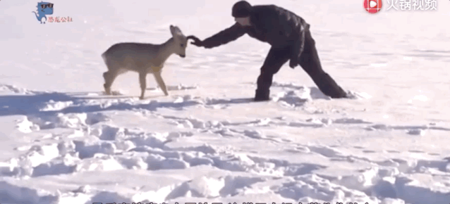 狍子为什么叫傻狍子，狍子为什么叫傻狍子视频（硬是把自己蠢成了国家保护动物…）