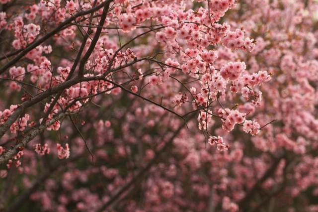 欲钱去树上找一找，欲钱去树上找一找是什么生肖（路过花瓣都能落头上）