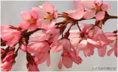 中国樱花有几个品种，中国樱花树品种（这81种樱花）