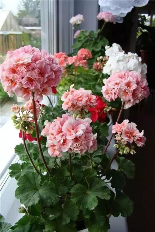 天竺葵的养殖方法，万岁玫瑰天竺葵的养殖方法（从10月开花到来年6月份）