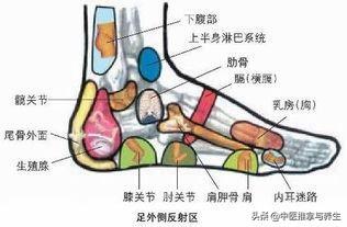 足背和足底穴位图及手法，，“足背拉一拉，活到九十八”，教你正确拉脚背