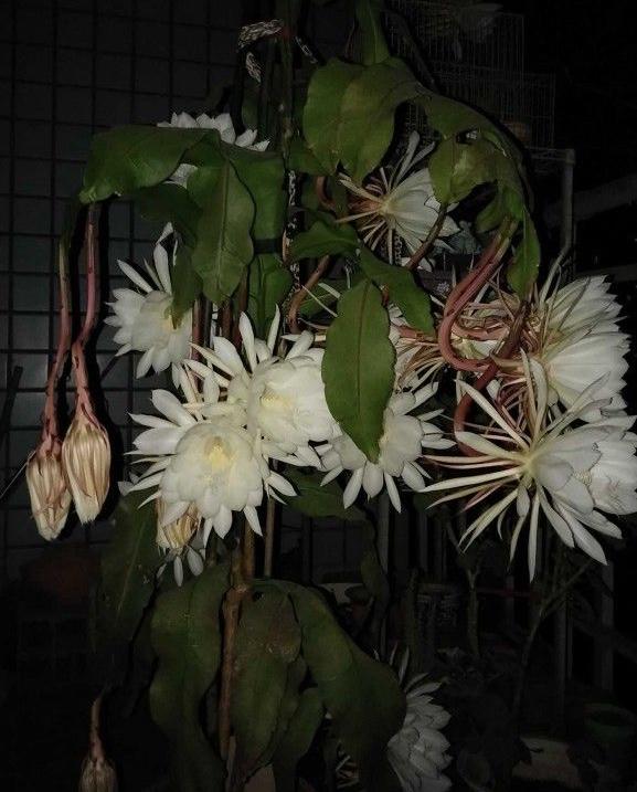 用一片叶子扦插的昙花应该怎么养，昙花整片叶子怎么扦插（用一片叶子就可以扦插一盆）