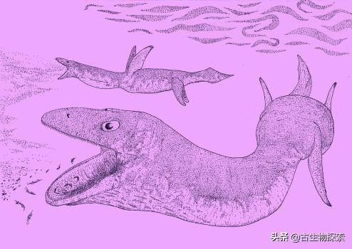 蛇颈龙的本领是什么，蛇颈龙的本领是什么意思（白垩纪的蛇颈龙像鲸鱼一样张开大嘴过滤食物）