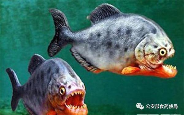 网上流传的吃人塘鲺是真的吗，高州食人大塘鲺（公安部提醒：这些外来物种）