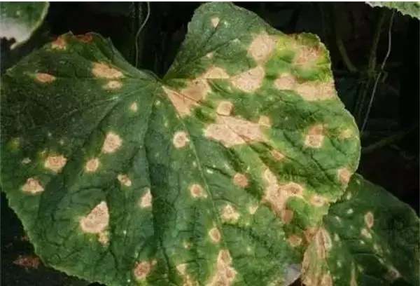 夏黄瓜靶斑病喷什么药特效，治疗黄瓜靶斑病的特效药（纯生物杀菌剂统统搞定）