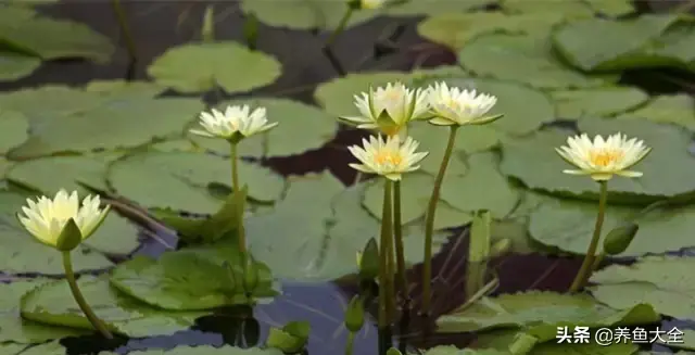 莲花的别称有哪些，莲花的别称有哪些拼音（ 太齐全太珍贵了）