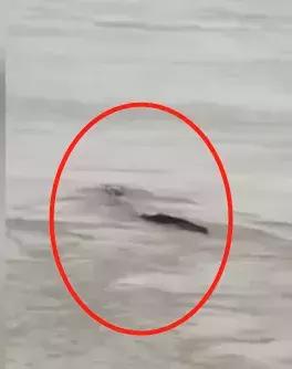 蚺怎么读，蜩怎么读什么意思（网友三峡拍下神秘“龙形水怪”）