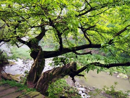 黄葛树和黄桷树的区别，黄葛树（黄葛树图片）