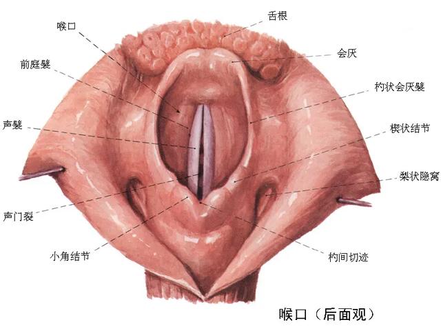 怎样正确自学美声，如何自学美声唱法（美声唱法？怎样运用与练习）