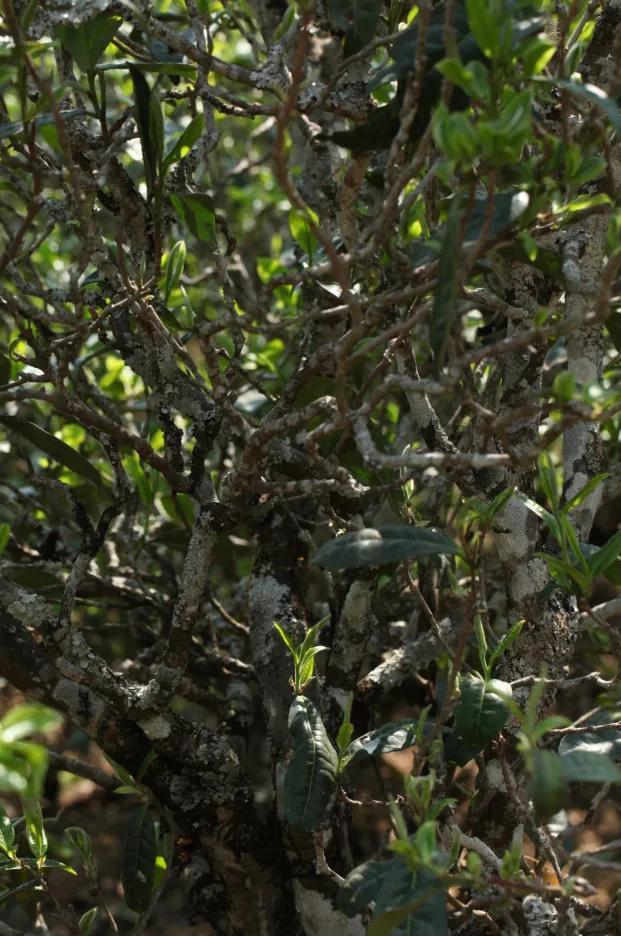 梅子箐古树茶特点，梅子箐古树茶是生普吗（2021年爆火的梅子箐）