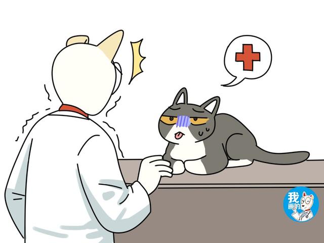 头发打结成一坨怎么办，头发打结成一坨怎么办乙醇（猫咪毛发易打结怎么办铲屎官很头疼）