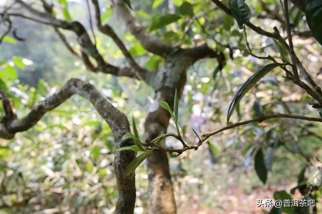 昔归茶特点，昔归熟茶特点（昔归茶好的几大原因）