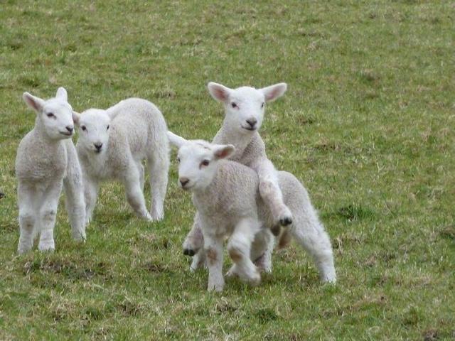 小绵羊可爱图片，可爱小绵羊微信（小羊头像 ，今日份治愈）