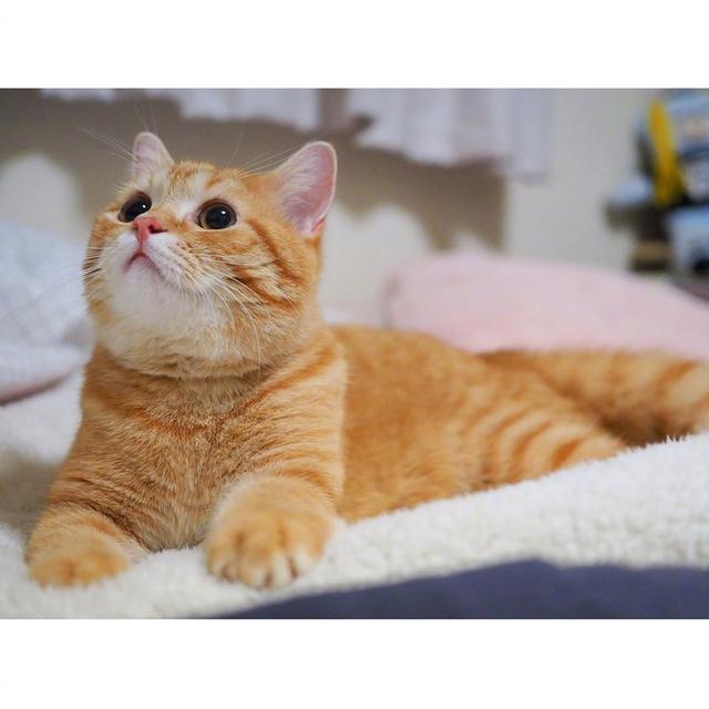 简约漫画头像 橘猫微信，简约漫画头像 橘猫?/希望你能永远都在我身边（，圆乎乎的小肥菊）