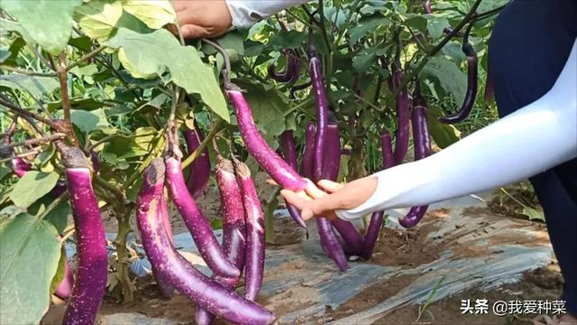 线茄子怎么做好吃，茄子有几种做法（这种茄子一棵能结十多个）