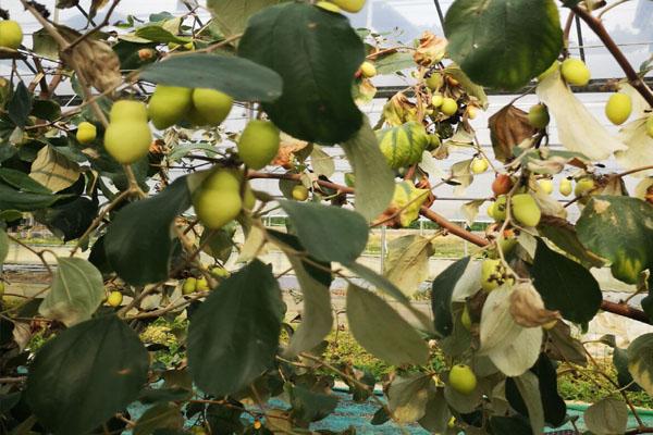 青枣，想栽培的话需要注意什么（青枣热量高吗）