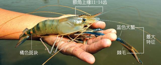 北极甜虾和普通虾的品种区别，如何鉴别对虾、罗氏虾、北极甜虾……一文解决“虾”认识