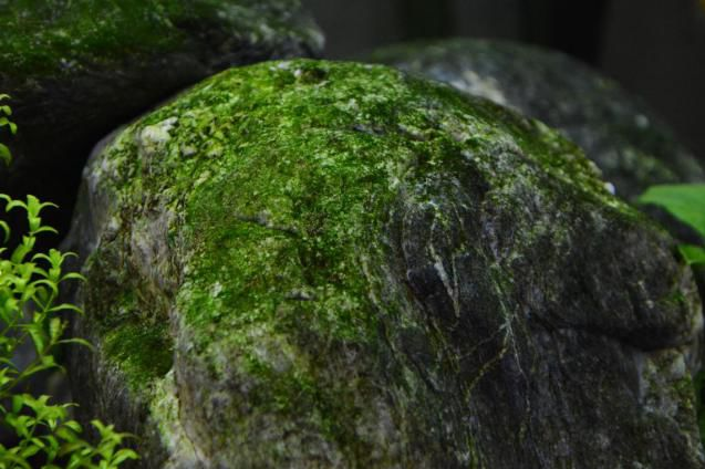 水族箱藻类有哪些，水族箱藻类有哪些图片（10分钟看懂10大水藻及去除方法）