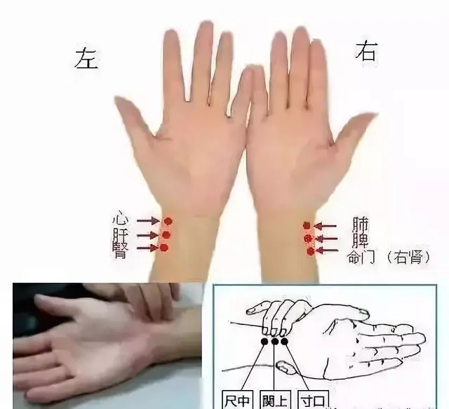 中医把脉入门必背口诀，把脉入门必背口诀（最全动图展示一目了然）