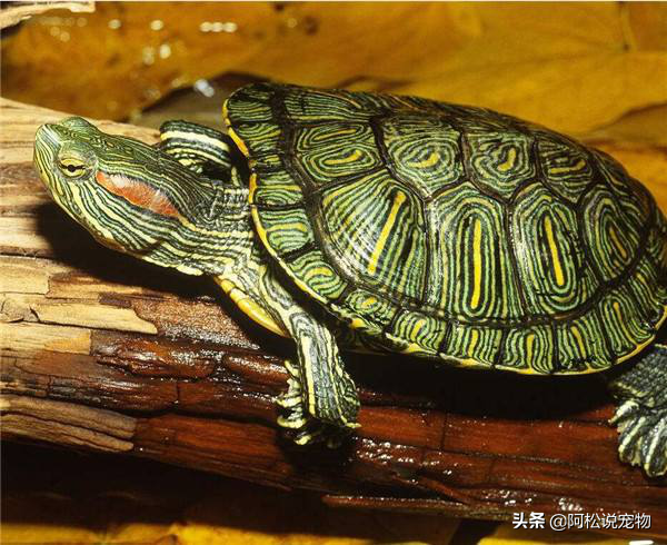 巴西龟所有品种图片