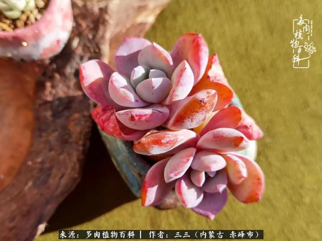 雪候鸟是什么意思，雪候鸟歌词表达什么意思（多肉于我从来不是锦上添花）