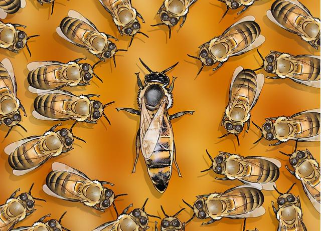 蜜蜂有什么特点，蜜蜂的特点是什么（图示4种巧妙小方法）