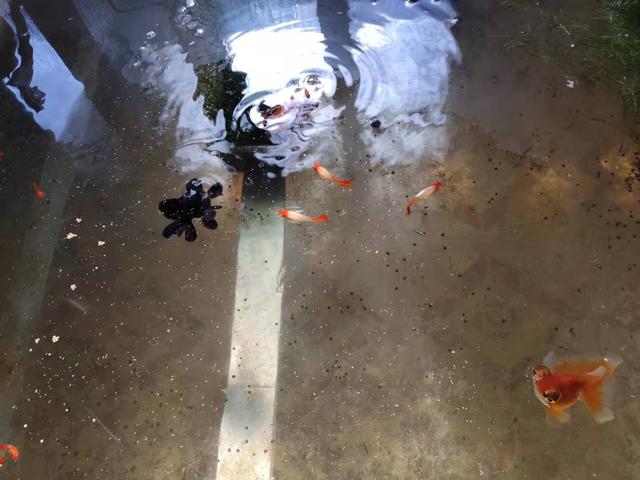 金鱼的繁殖方法，繁殖小金鱼不是难题