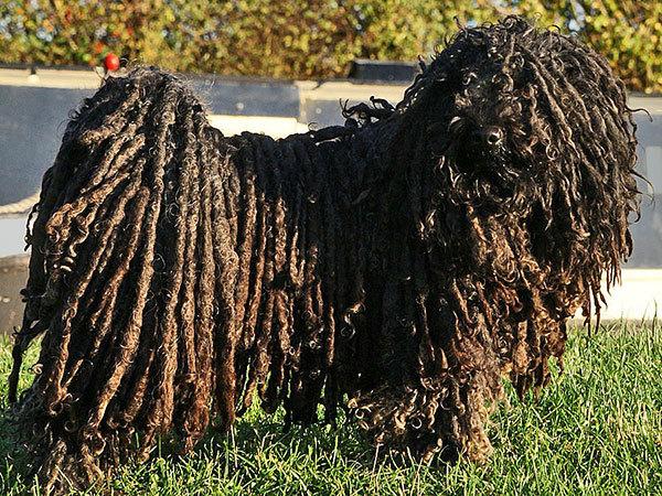 比利时特弗伦犬多少钱 特弗伦犬特点