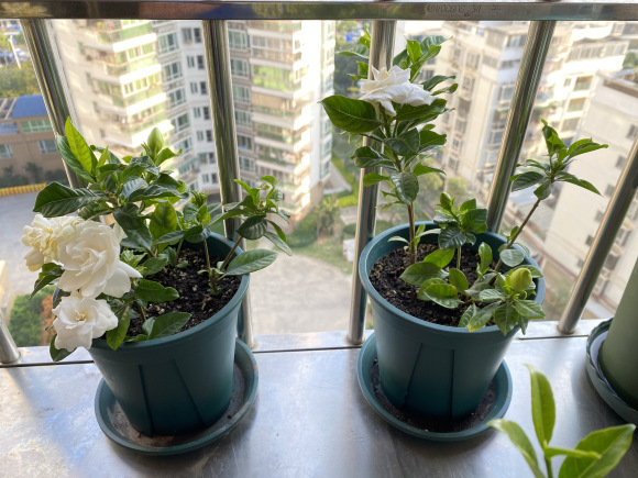 水培郁金香，买花也要看季节（水培郁金香种球怎么种植）