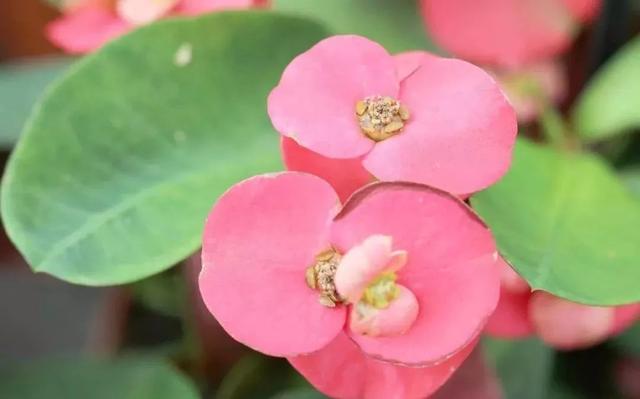 虎刺梅，你会养这种浑身带刺的植物么（虎刺梅怎么扦插）