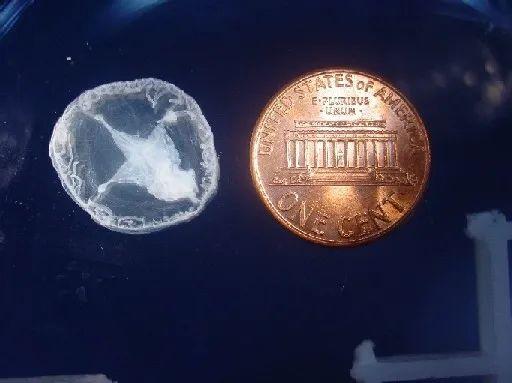 水中熊猫唯一淡水水母，为什么会凭空出现成百上千的水母