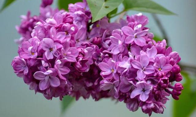 丁香花风水禁忌，儿童房植物摆放风水禁忌（适合客厅里摆放的盆栽：丁香花）