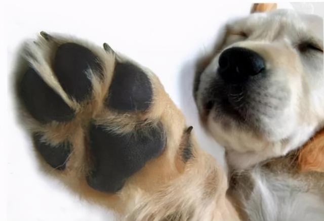 狗狗舔爪子是什么原因，狗狗总是舔爪子是为什么（原因有几个，可能是生病了）
