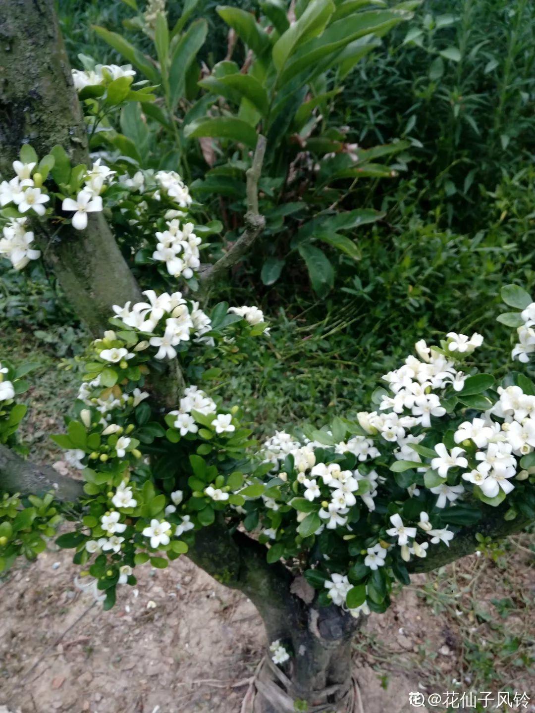 盆景造型修剪(什么样的花适合做盆景)-柯彬网
