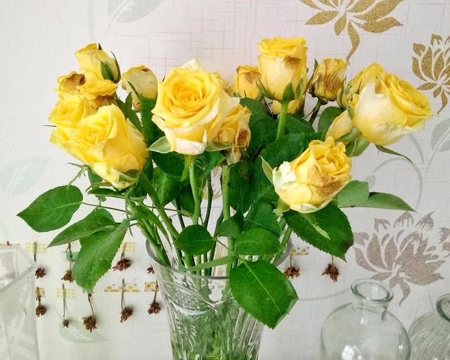 黄色玫瑰花代表什么意思,黄玫瑰代表什么(就明白为何不能送恋人)