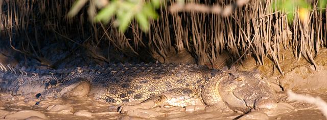 关于鳄鱼的资料，鳄鱼速度18km/h