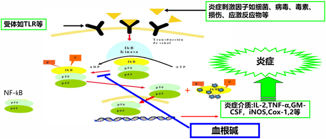 博落回的功效与作用，博落回有什么功效（博落回的性状与作用如何？其用法与用量怎样）