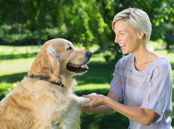 狗狗能喝纯牛奶吗，金毛可以喝纯牛奶吗（养狗一定要牢记“七不要”）