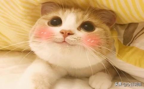 白色的猫有哪些品种，白色长毛猫是什么品种（盘点十大网红猫品种）