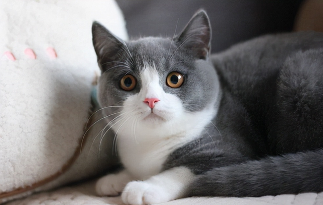 猫咪品种大全及图片，猫咪品种大全及价格（猫咪品种图片价格大全）