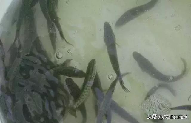 黑鱼养殖需要注意哪些要点，常见疾病该如何防治（黑鱼养殖的5大要点）