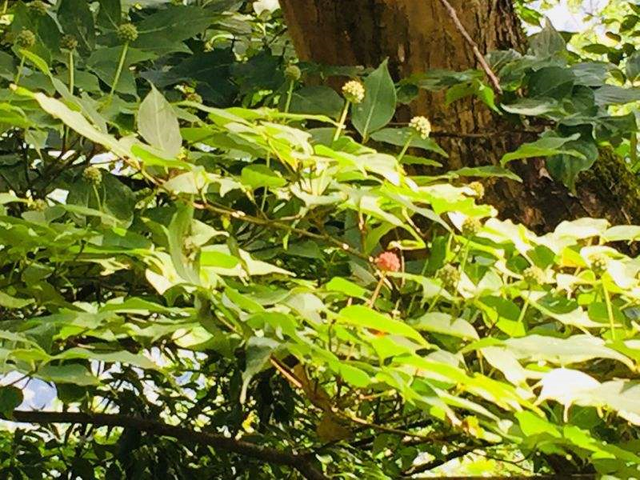 绒球花，秋天结出一堆小荔枝甜似蜜（绒球花是什么意思解释一下）