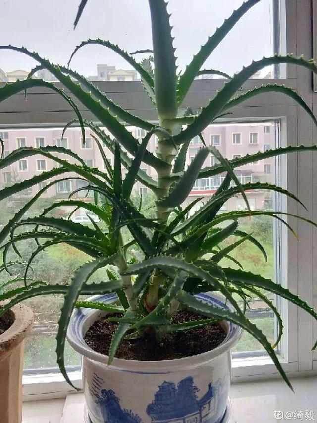 虎刺梅生虫怎么解决，虎刺梅长虫子怎么办（离太近都不好）